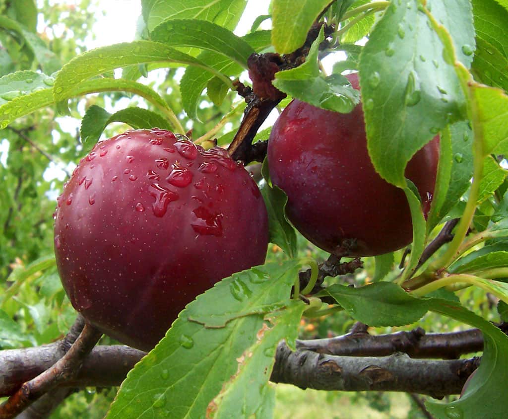आलूबुखारा - Plums