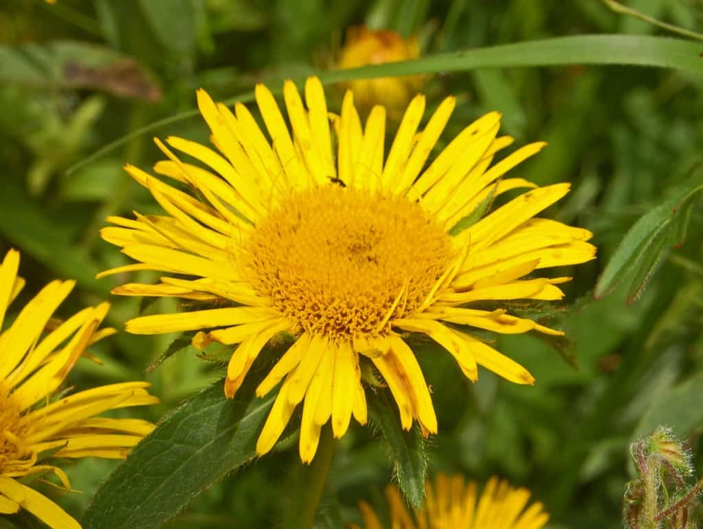 पुष्करमूल के फायदे एवं नुकसान – Health Benefits of Pushkarmool (Inula Racemosa)