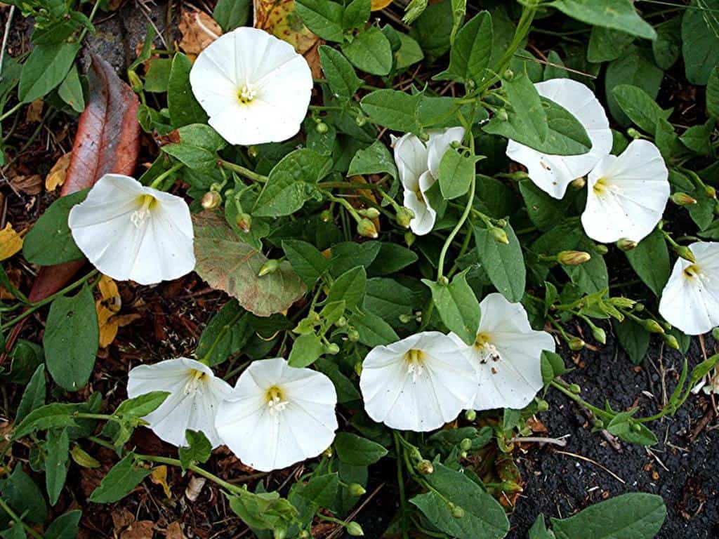 शंखपुष्पी के फायदे एवं नुकसान - Health Benefits of Shankhpushpi (Convolvulus Pluricaulis Choisy)