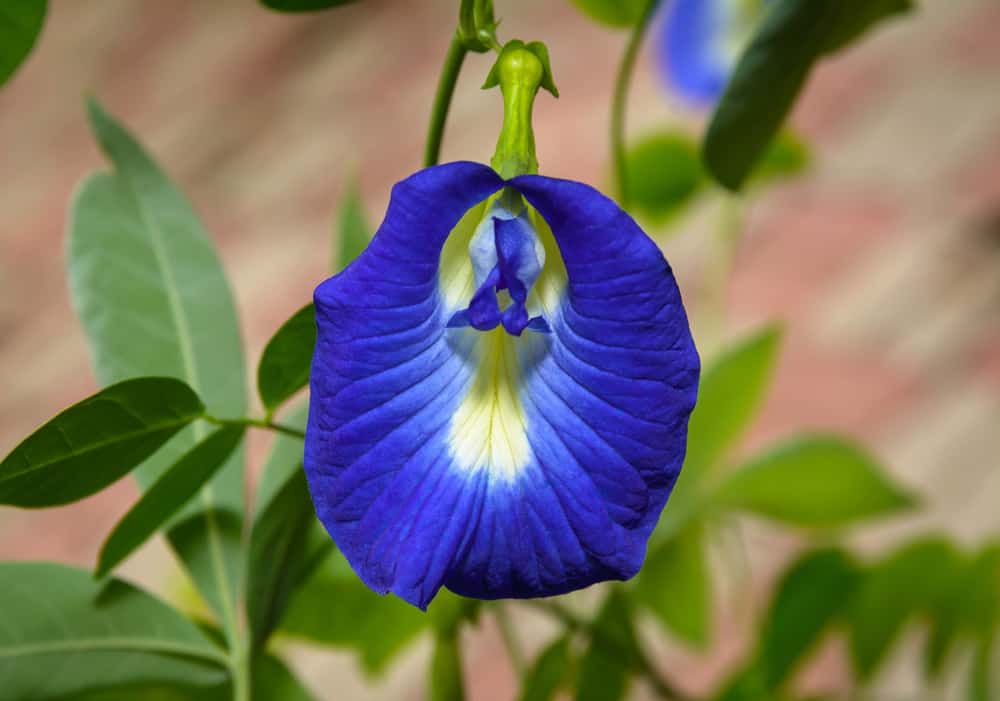 अपराजिता के फायदे एवं नुकसान - Health Benefits of Aparajita (Butterfly Pea)