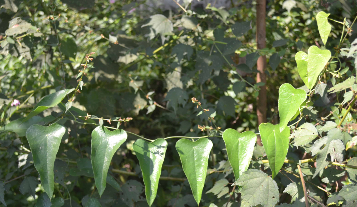 पाठा (साइक्लिया पेल्टाटा) के फायदे एवं नुकसान – Health Benefits of Patha plant (Cyclea Peltata)