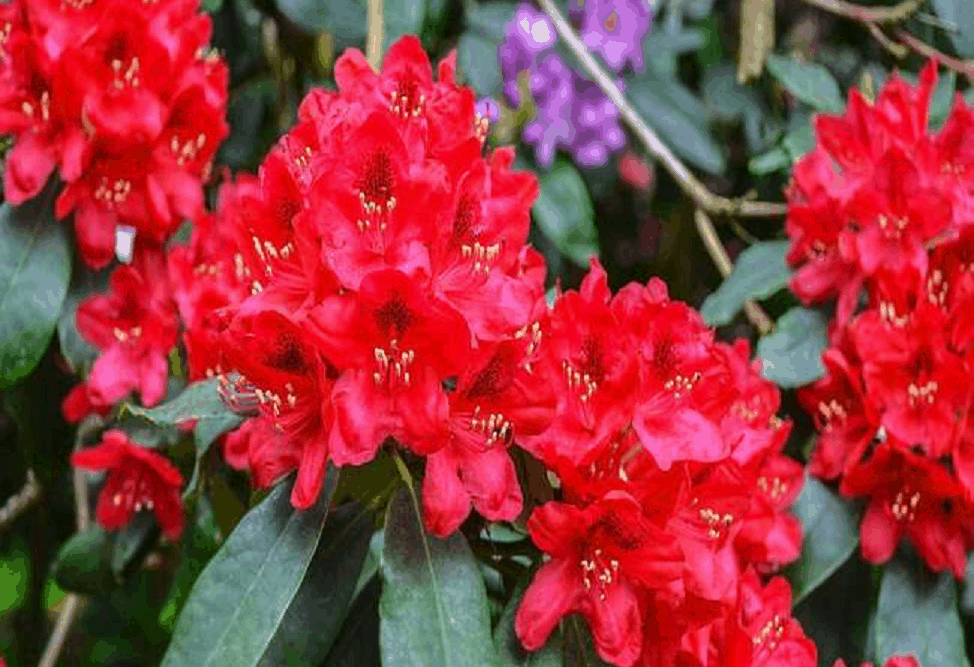 बुरांश के फायदे एवं नुकसान: Health Benefits of Buransh