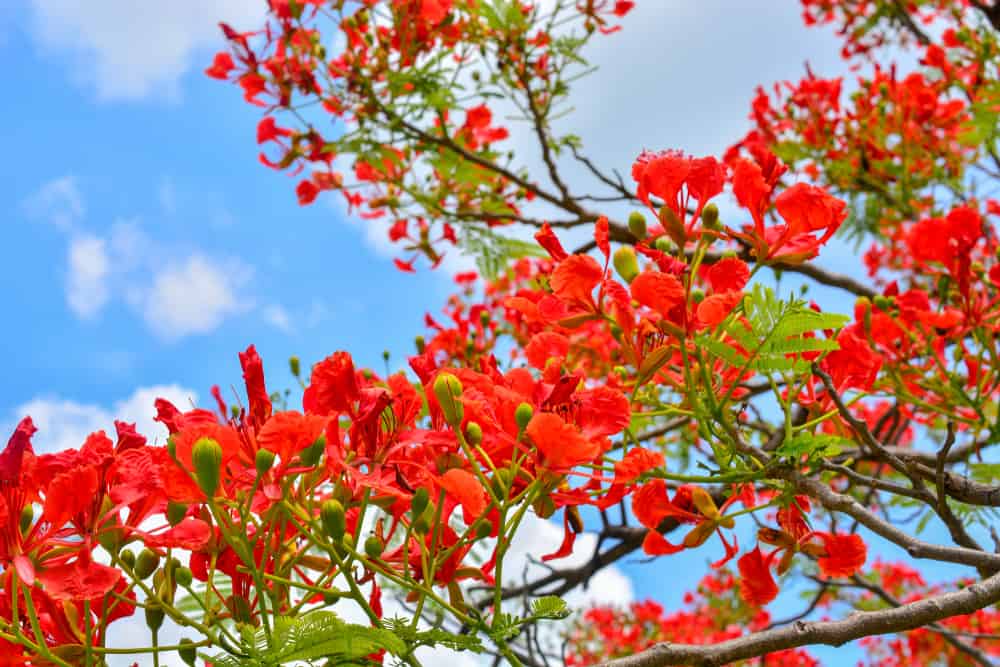 गुलमोहर के फायदे एवं नुकसान - Health Benefits of Gulmohar (Peacock Flower)