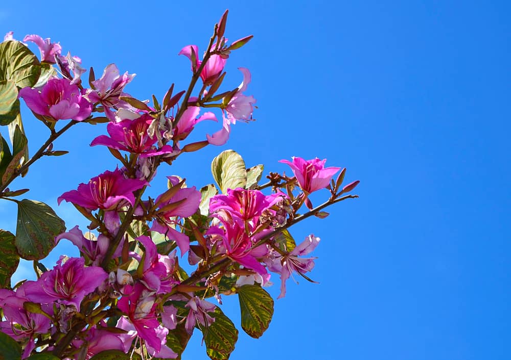 कचनार के फायदे एवं नुकसान - Health Benefits of Kachnar (Mountain Ebony)