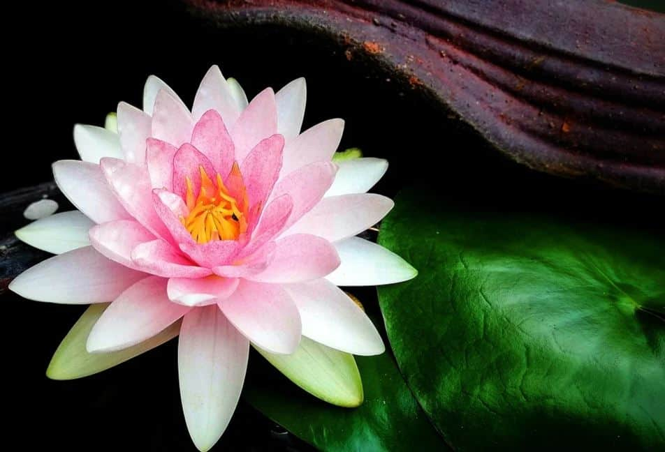कमल के फायदे एवं नुकसान- Health Benefits of Lotus