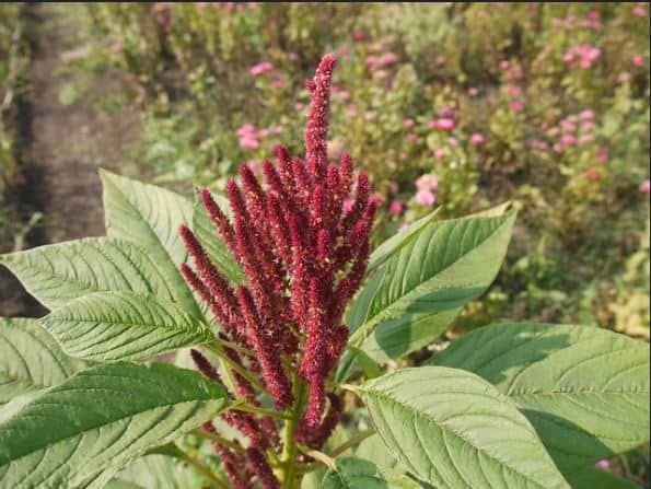 रामदाना के फायदे और नुकसान : Health Benefit of Ramdana