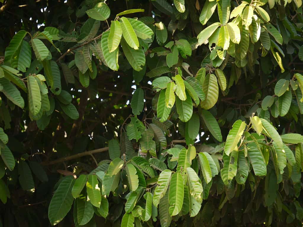 साल ट्री के फायदे एवं नुकसान – Health Benefits of Sal Tree