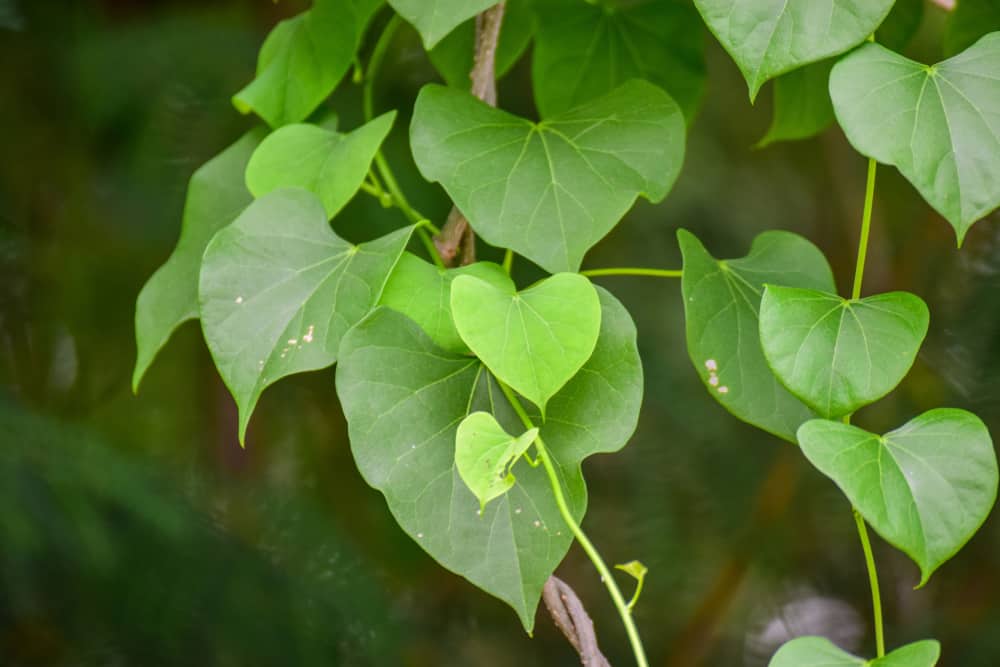 गिलोय के फायदे एवं नुकसान: Health Benefits of Giloy