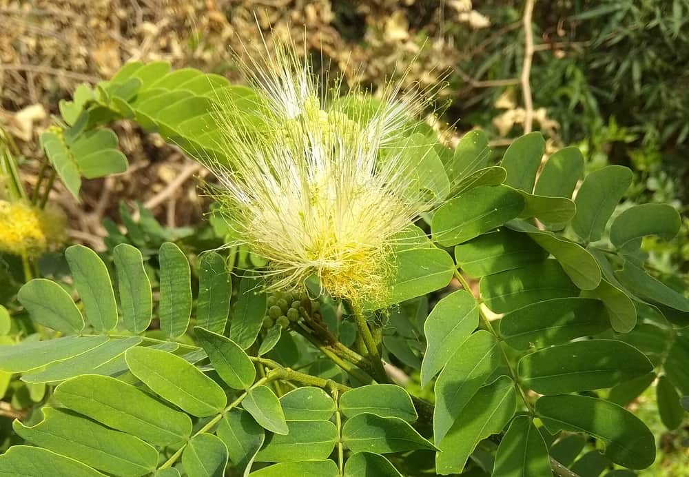 शिरीष के फायदे एवं नुकसान – Health Benefits of Shirish (albizia lebbeck)