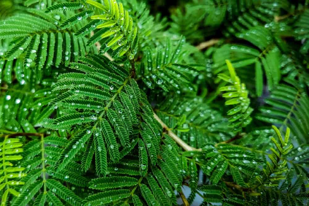 शमी के पेड़ के फायदे एंव नुकसान - Health Benefits of Prosopis Cineraria (Shami Tree)