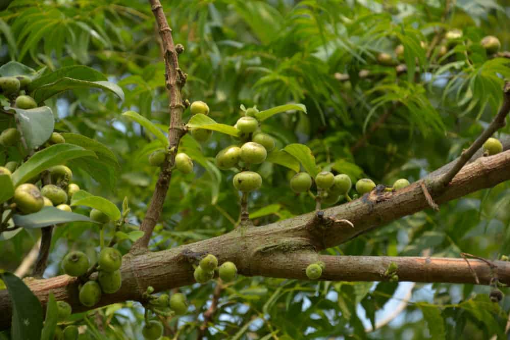 गूलर के फायदे एवं नुकसान – Health Benefits of Gular