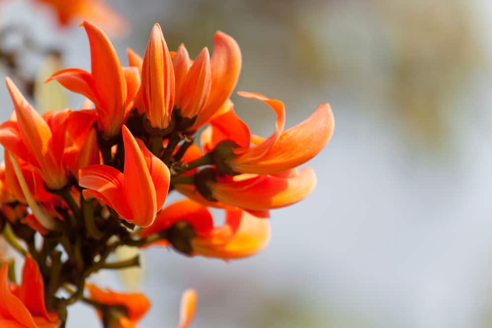 पलाश के फायदे एवं नुकसान (Health Benefits of Palash or Tesu Flower)