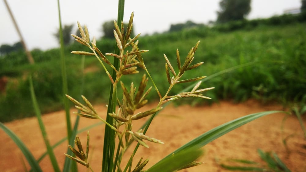 नागरमोथा के फायदे एवं नुकसान : Health Benefits of Nagarmotha