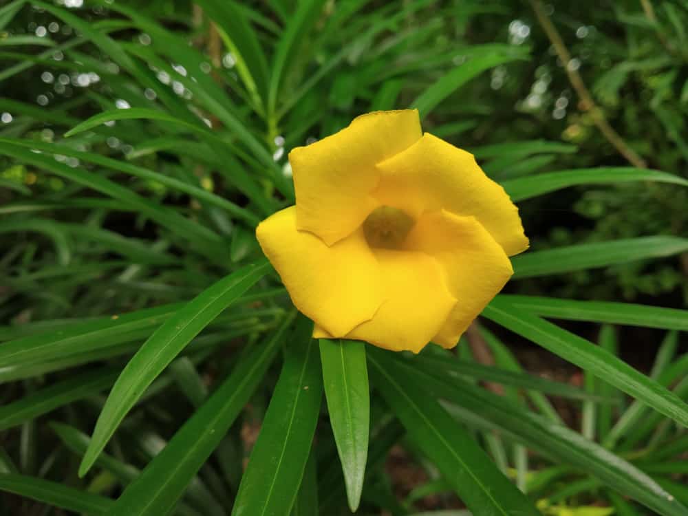 पीला कनेर के फायदे एवं नुकसान: Health Benefits of Yellow Kaner