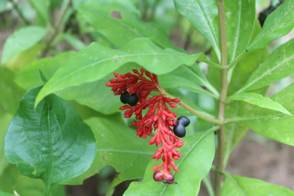 सर्पगंधा के फायदे एवं नुकसान - Health Benefits of Indian snakeroot (Sarpagandha)