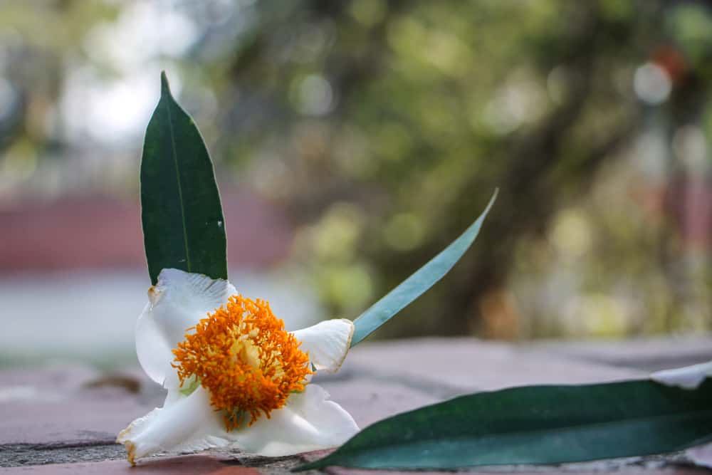 नागकेसर के फायदे एवं नुकसान – Health Benefits of Nagkesar