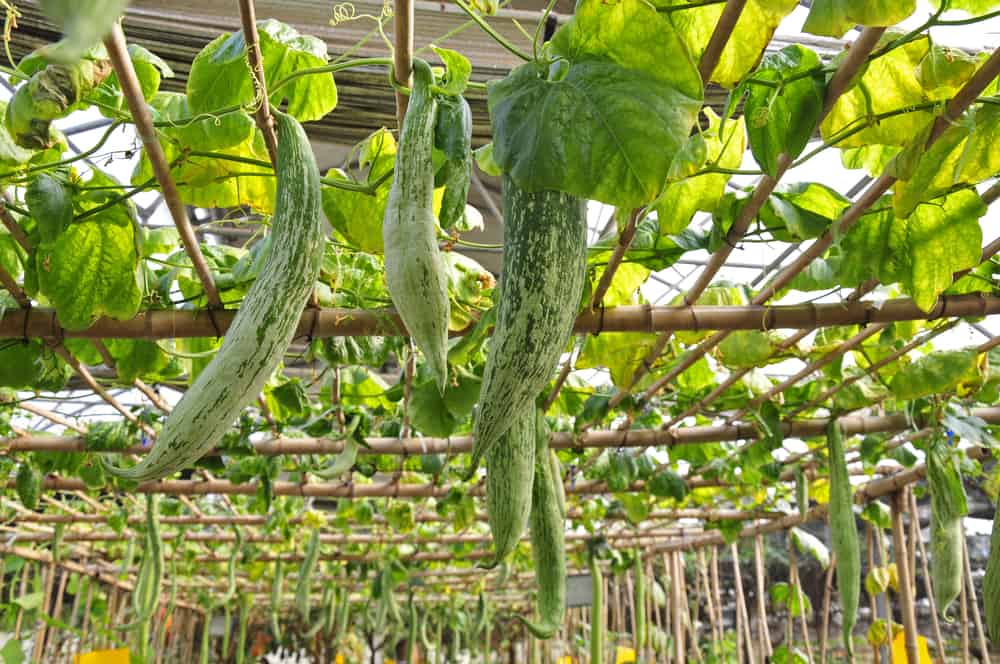 चिचिण्डा के फायदे एवं नुकसान - Health Benefits of Snake Gourd (Chinchida)