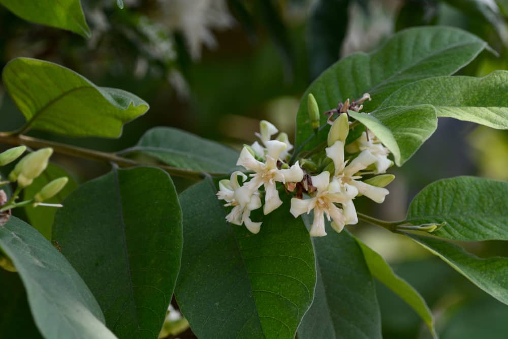 कुटज के फायदे एवं नुकसान - Health Benefits of Kutaj (Holarrhena Pubescens)