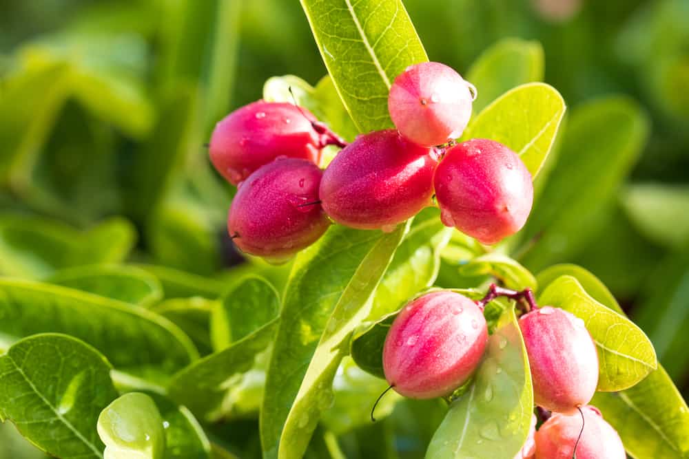 करौंदा के फायदे एवं नुकसान – Health Benefits of Karonda (Carissa Carandas)