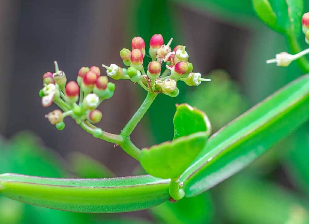 अस्थिसंहार के फायदे एवं नुकसान: Health Benefits of Hadjod (Cissus Quadrangularis)