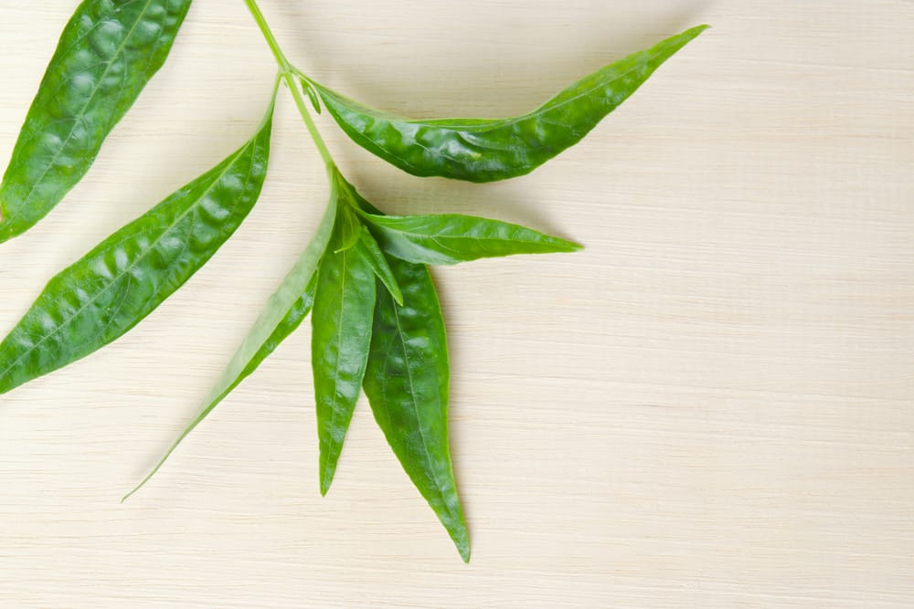 कालमेघ के फायदे एवं नुकसान - Health Benefits of Kalmegh (Andrographis paniculata)