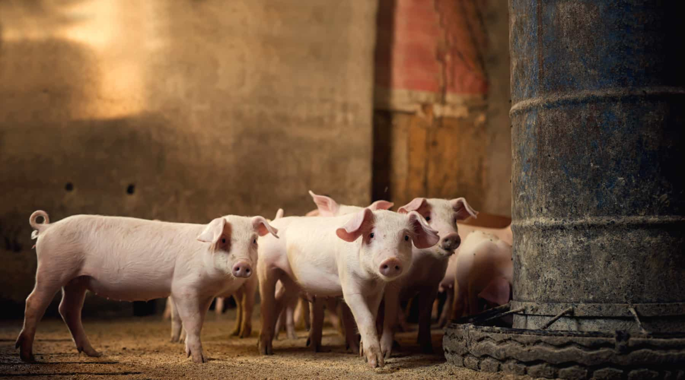 कोरोना के बाद चीन में सामने आया नया फ्लू वायरस, दे रहा है महामारी का संकेत