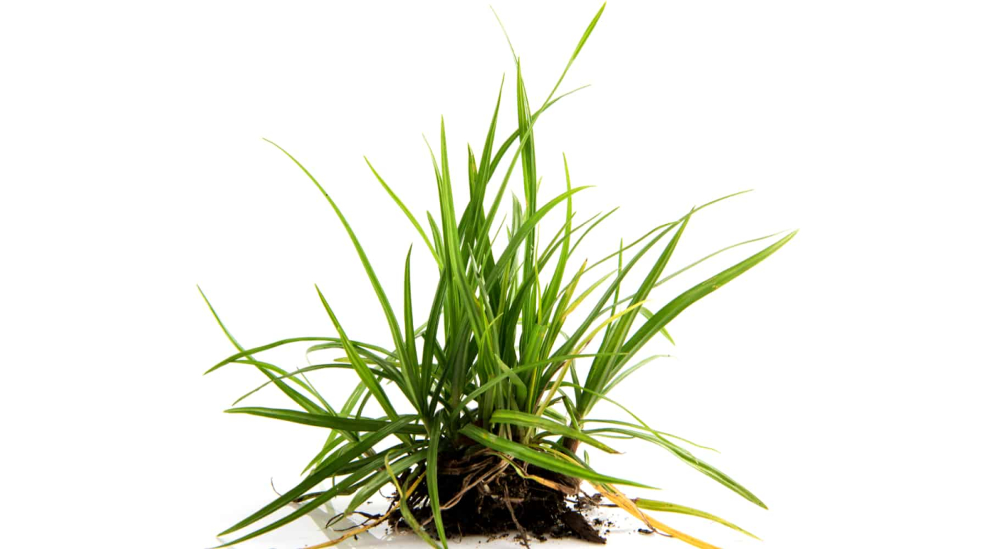 पर्पल नट सेज के फायदे एवं नुकसान: Health Benefits of purple nut sedge