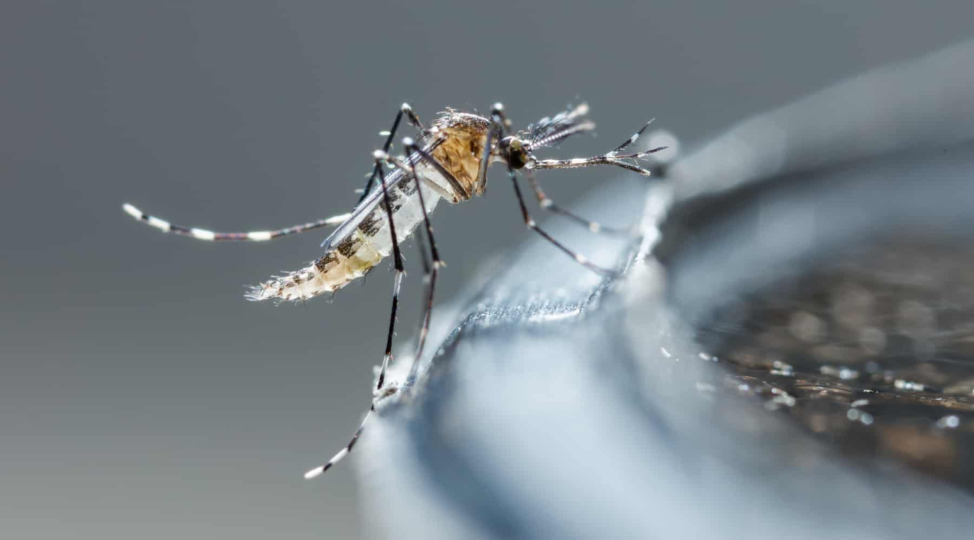 मच्छरों के काटने से हो सकती हैं ये गंभीर बीमारियां, बचाव के लिए जानें एक्सपर्ट की राय