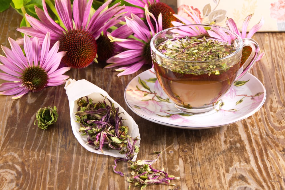Echinacea: इचिनेशिया क्या है? जानिए इसके उपयोग और साइड इफेक्ट्स