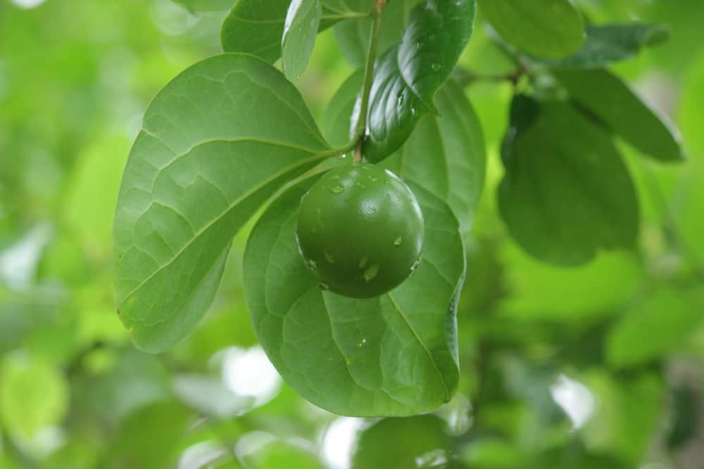 नक्स वोमिका क्या है? जानिए इसके फायदे और नुकसान