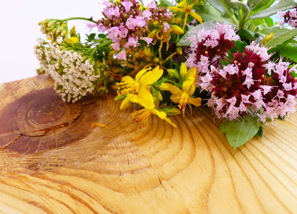 एंटीवायरल हर्ब्स- जो वायरल इंफेक्शन से करेंगे आपकी हिफाजत