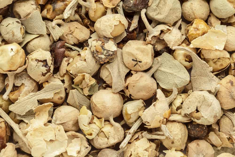 पनीर डोडा के फायदे : जानिए क्या है पनीर डोडा और इसका सेवन किस बीमारी में है लाभकारी