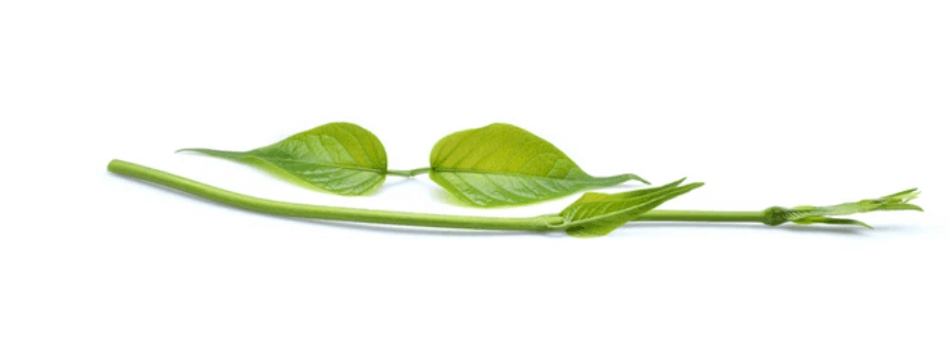 Gurmar for diabetes: डायबिटीज के लिए गुड़मार का सेवन क्या होता है फायदेमंद?