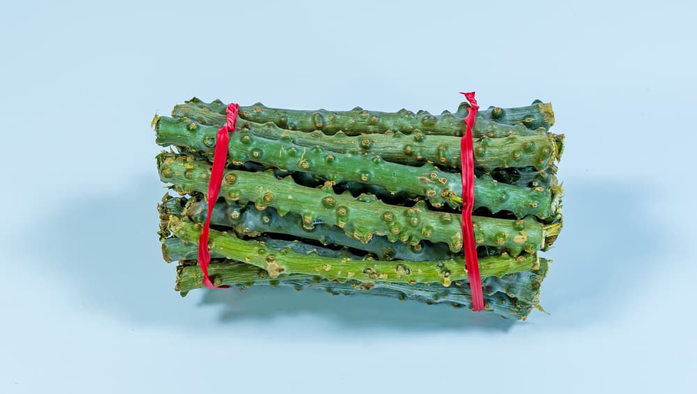 डायबिटीज में गुडुची: ब्लड शुगर को कंट्रोल करने के साथ ही डायबिटीज कॉम्प्लिकेशन्स को कम करने में भी मददगार!