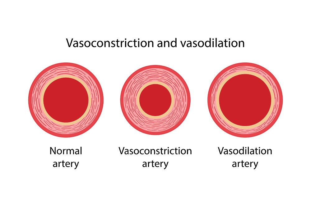 वेसोडायलेशन यानी ब्लड वेसल्स का चौड़ा होना, जानिए कब बन सकता है यह परेशानी का कारण?