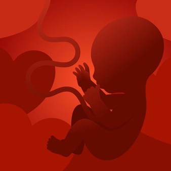 फीटल बोन स्केलेटन सिस्टम: जानिए, कैसे होता है गर्भ में शिशु की हड्डियों का विकास