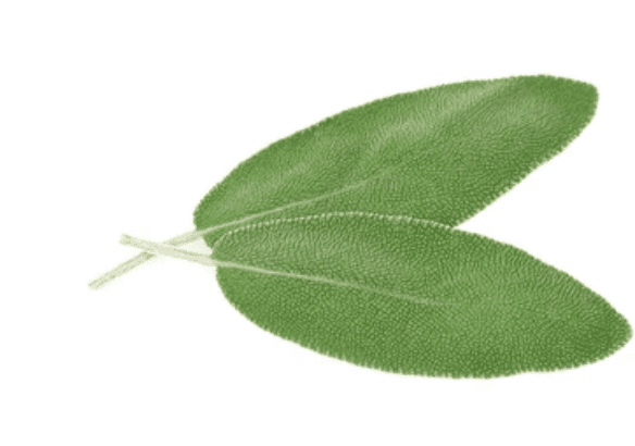 Sage Leaves Benefits For Heart: सेज की पत्तियां किस तरह से पहुंचाती हैं हार्ट को बेनीफिट्स?