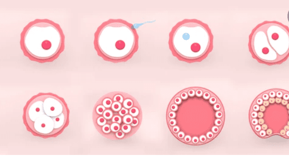 जाइगोट से एब्रियो बनने की क्या होती है प्रक्रिया, जानिए यहां