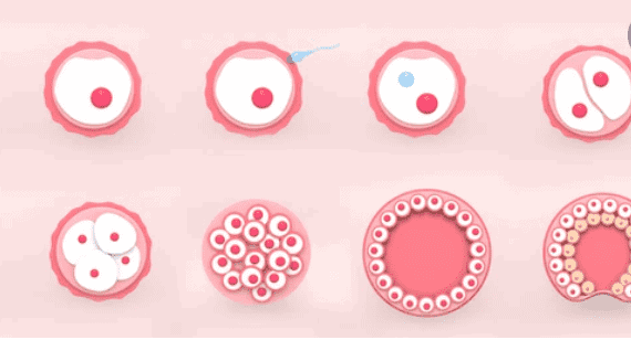 एब्रियो ट्रांसफर के पॉजिटिव साइन क्या हो सकते हैं, जानिए इस बारे में अहम जानकारी!