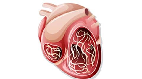Heartworm: मनुष्यों में हार्टवर्म इंफेक्शन कितना हो सकता है गंभीर? इस बारे में जानकारी है जरूरी!