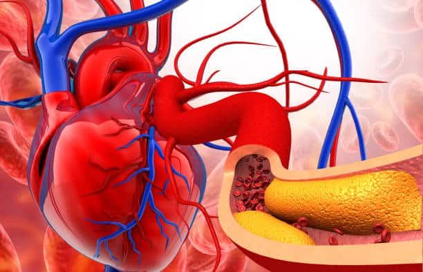 सर्क्युलेटरी सिस्टम (Circulatory System) क्या है?
