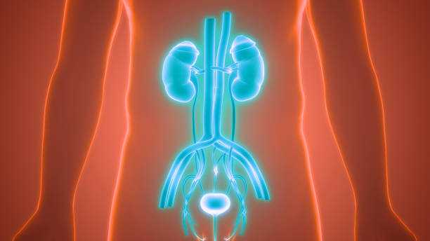 Bladder Cancer: ब्लैडर कैंसर क्या है? जानिए ब्लैडर कैंसर के लक्षण, स्टेज और इलाज के बारे में यहां!