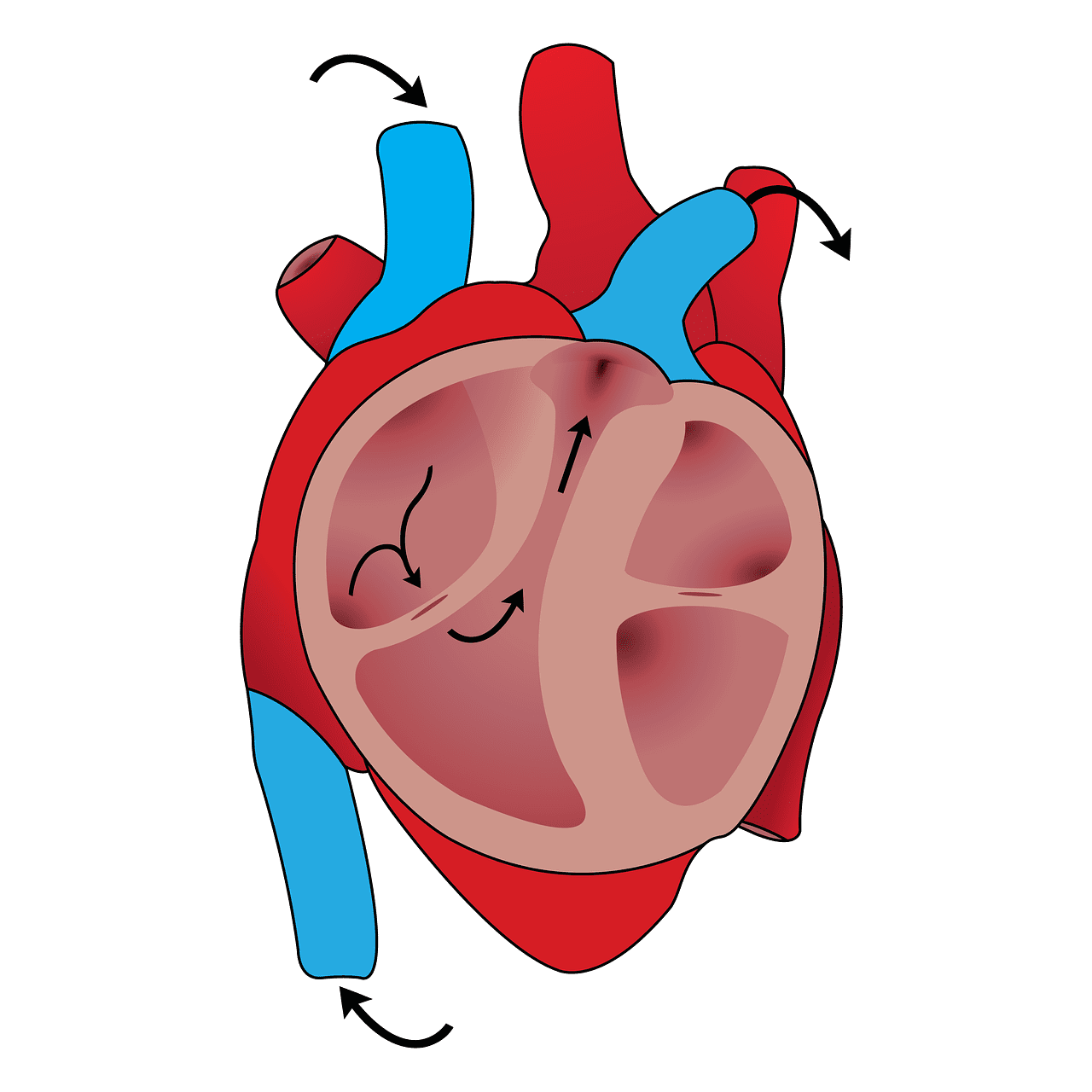 हार्ट से ब्लड फ्लो (Blood Flow Through The Heart) कैसे होता है जानिए