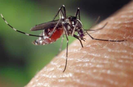All You Need to Know About Dengue